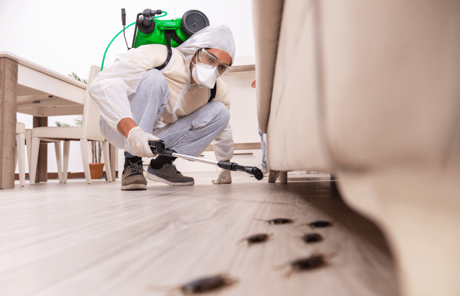 home pest control treatment